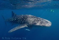 One of the many whalesharks that visit Ningaloo Reef annu... by Ross Gudgeon 